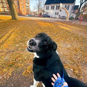 Everyone say hello to Bluey, our Pet of the Month! 🐾

Bluey is a Great Pyrenees/Pit Bull mix. He loves lots of walks, treats, and the dog equipment at EVER’s dog park. Truly the goodest boy. ♥️ If you ever see him walking around EVER make sure to say hello 🐶
