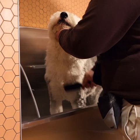 Dirty paws? No problem 🛁

EVER’s dog wash always has you covered. 🐶