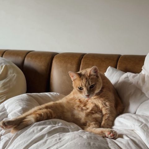 meet maple 🧡🐈 our pet of the month!

maple’s favorite activities include lounging in her room at Ever, taking long naps, and, most importantly, eating lots of cat food. she’s not much of a player, but she is VERY committed to her nap and snack schedule 😴🍽️

fun fact: maple is a girl orange cat, which is pretty rare! 🧡

want your pet to be our next pet of the month? shoot us a dm! 🐾