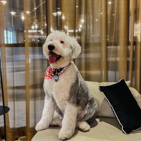 introducing our newest pet of the month: Louie 🐾

Louie is an English Sheepdog who’s always ready to make new friends and share some cuddles. he’s a true social butterfly, and loves trotting around EVER meeting everyone!

if you spot him around, be sure to say hi! And swipe to see baby Louie 🐶
