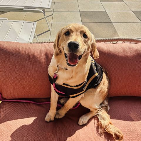 Millie is ready to support @boilerball in the elite 8 tonight!

You know what else is elite, our special. Don’t forget you can get $600 when you sign your lease + $500 for each friend you refer.