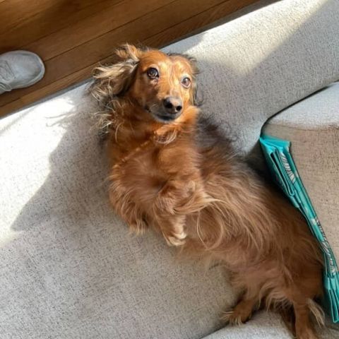 🌟🐾 Meet Bruno, our Pet of the Month! 🐾🌟

Bruno is an 11-year-old long-haired dachshund with a heart just as big as his bark 💛. He’s all about cuddles, toys, naps, food (of course), and hanging with his friends.

✨ Fun fact: this little adventure junkie has traveled to 10 states! His favorite spot? Sitting on your lap while looking out the window on road trips. 🚗🐶